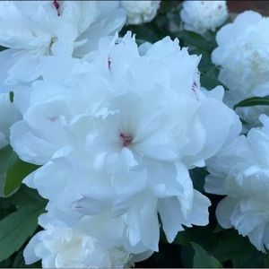 Meet your Posher, Norma